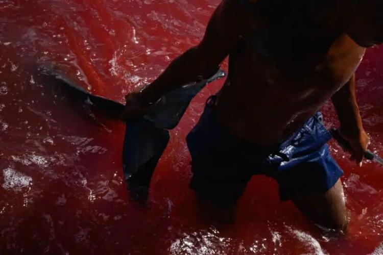 A person in blue shorts stands in red-stained water, holding a large fish or marine animal fin in one hand, with their torso and arm visible in strong sunlight.