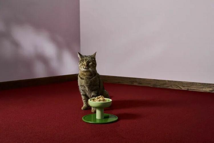 A tabby cat sits on red carpet near a wall, facing forward, with a green elevated food dish containing cat food placed in front of it.