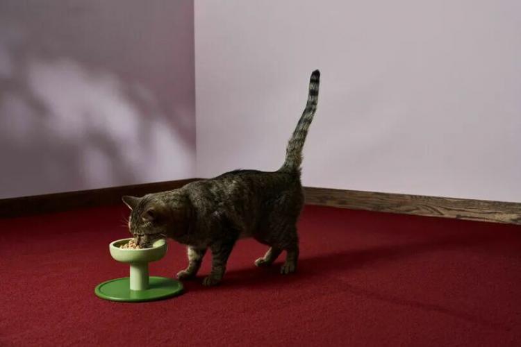 A tabby cat is eating from a raised green bowl on a red carpet in a minimally decorated room with pale walls and wooden trim.