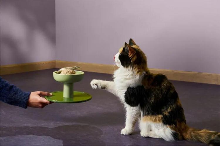 A calico cat sits on the floor and reaches toward a green elevated bowl of food being offered by a person.