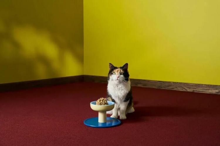 A calico cat sits on a red carpet in front of a bowl of food on a stand, against a yellow wall with wooden trim.