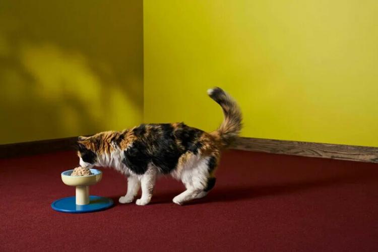 A calico cat eats from a raised bowl on a red carpet in a room with yellow walls and a wooden baseboard.