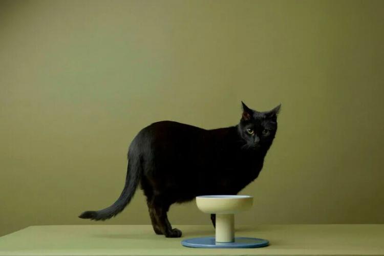 A black cat stands on a green surface next to a modern, elevated beige and blue pet bowl, with an olive-green background.